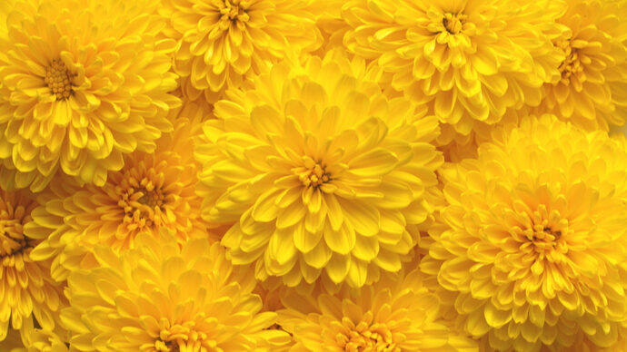 秋を代表する花 キク 菊 を満喫する方法５選 Pacoma パコマ 暮らしの冒険webマガジン