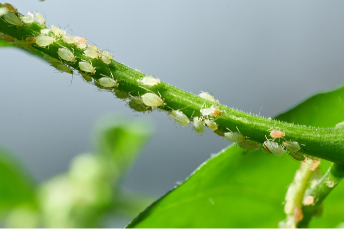知っておきたい 観葉植物につく害虫10種の紹介と駆除の方法 ガジェット通信 Getnews