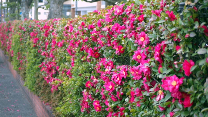 美しい花や実も楽しめる 生垣のおすすめの樹種5選 ガジェット通信 Getnews