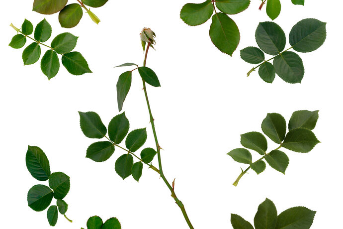 お悩みの方必見 きれいなバラを咲かせるための葉っぱの健康管理 Pacoma パコマ 暮らしの冒険webマガジン