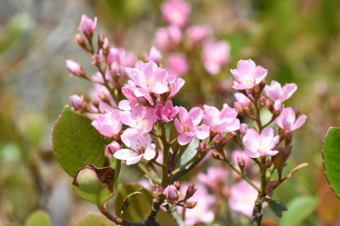 美しい花や実も楽しめる 生垣のおすすめの樹種5選 Pacoma パコマ 暮らしの冒険webマガジン