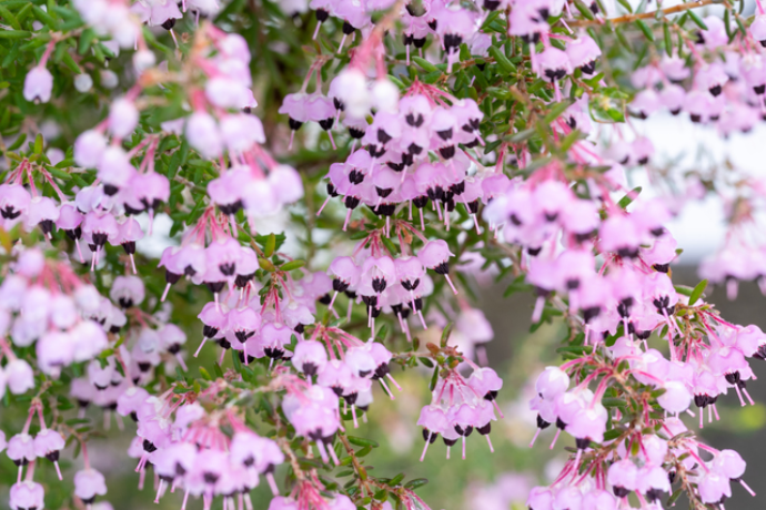 冬枯れした庭で凛と咲く 冬に花期を迎える花木5選 ガジェット通信 Getnews