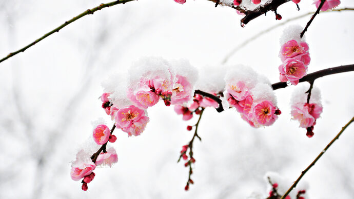 冬枯れした庭で凛と咲く 冬に花期を迎える花木5選 Pacoma パコマ 暮らしの冒険webマガジン