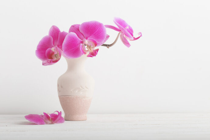 可憐な一輪挿しにピッタリな花瓶や花の正しい選び方 Pacoma パコマ 暮らしの冒険webマガジン