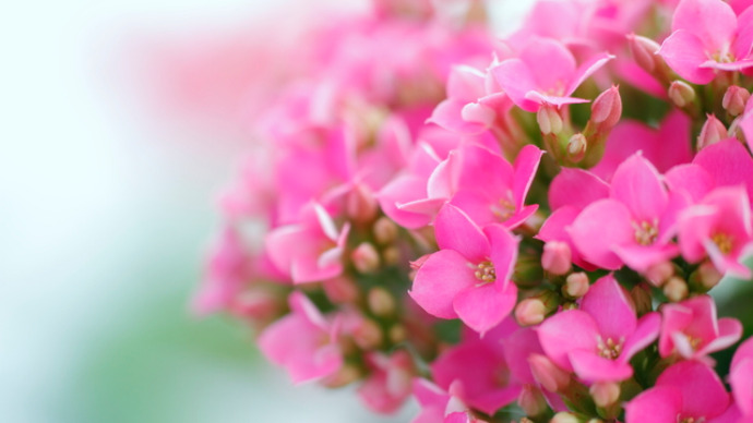 カラフルな花を楽しめる丈夫な多肉植物 カランコエ を育てよう Pacoma パコマ 暮らしの冒険webマガジン