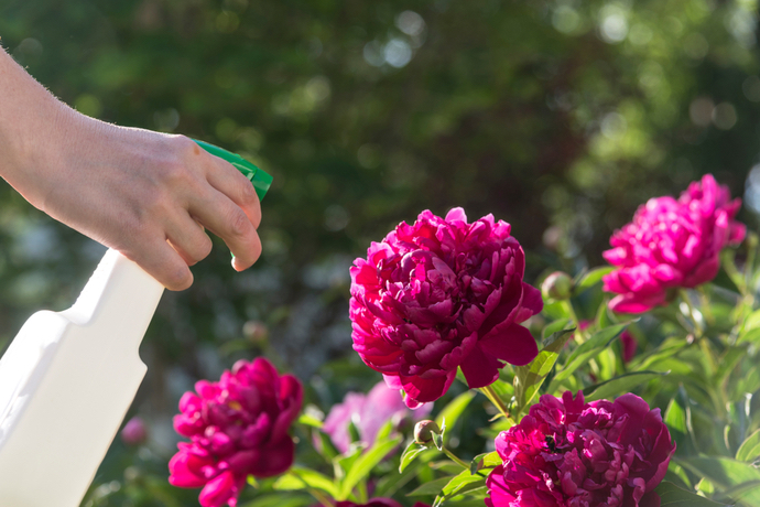 なんで花にアブラムシはつくの 原因とおすすめの対処法 Pacoma パコマ 暮らしの冒険webマガジン