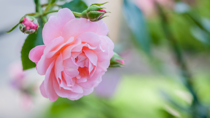 鉢植えでバラを育てよう 初心者でも育てやすい種類と寄せ植えの仕方 ガジェット通信 Getnews