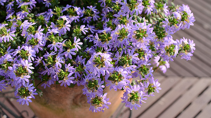 涼しげな青い花が魅力的 夏ガーデニングにぴったりな サンク エール Pacoma パコマ 暮らしの冒険webマガジン