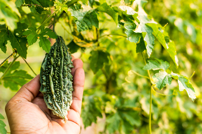 家庭菜園に向いた夏野菜 ゴーヤの育て方とそのコツを解説 ガジェット通信 Getnews