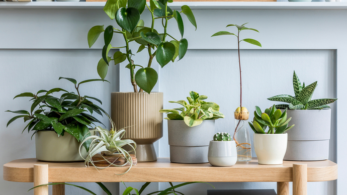 オフィスや部屋をグリーンで快適空間へ！おすすめの観葉植物の種類