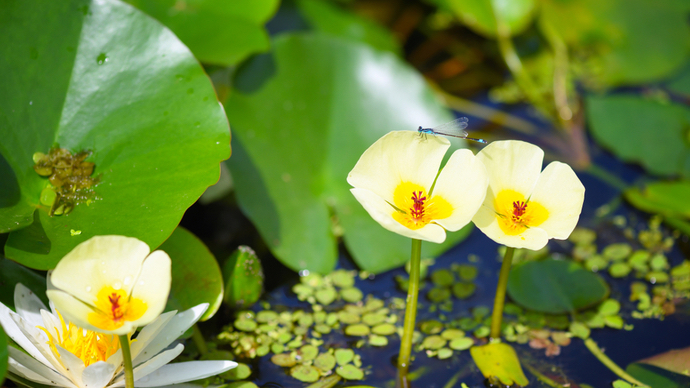 涼し気な水辺を我が家に 夏におすすめの水生植物3選 Pacoma パコマ 暮らしの冒険webマガジン