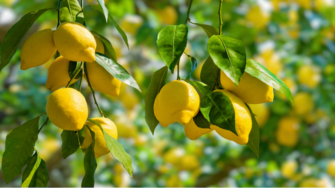 レモンをプランターで栽培！育て方・剪定・病害虫について紹介