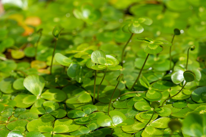 涼し気な水辺を我が家に 夏におすすめの水生植物3選 ガジェット通信 Getnews