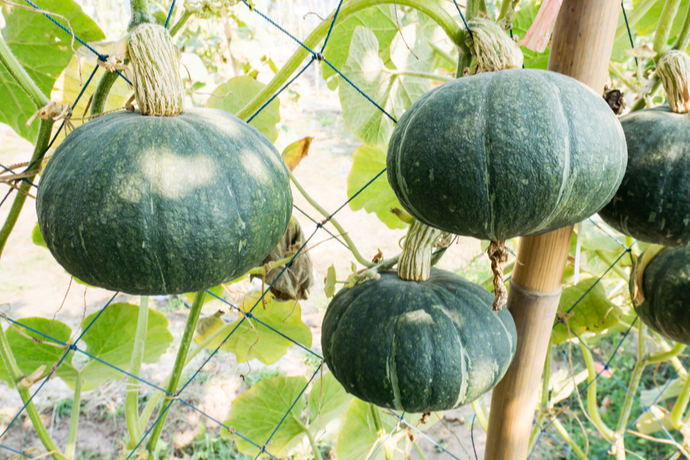 かぼちゃを栽培 プランターでの育て方から成功させるコツも紹介 Pacoma パコマ 暮らしの冒険webマガジン