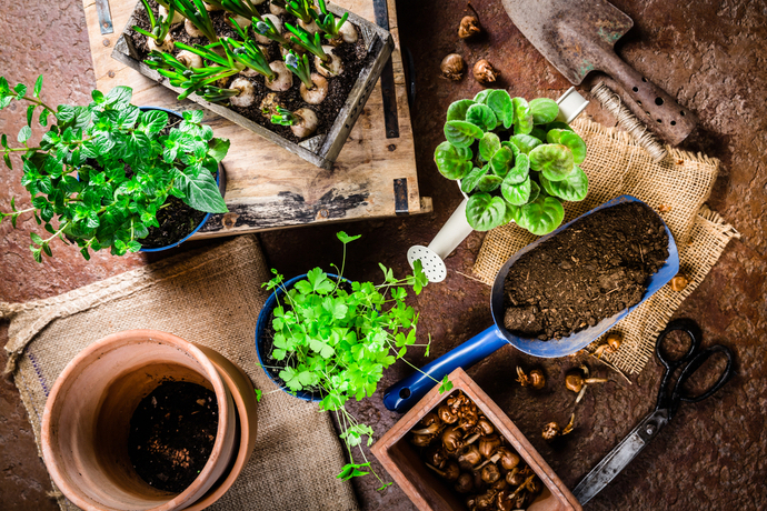 ベランダ菜園を始めよう 初心者におすすめ野菜の種類と育て方のコツ ガジェット通信 Getnews