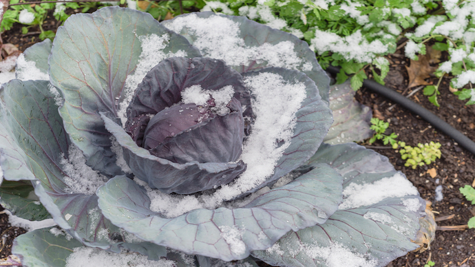 冬でもベランダ菜園をしよう 防寒対策や寒さに強い野菜の種類の紹介 Pacoma パコマ 暮らしの冒険webマガジン