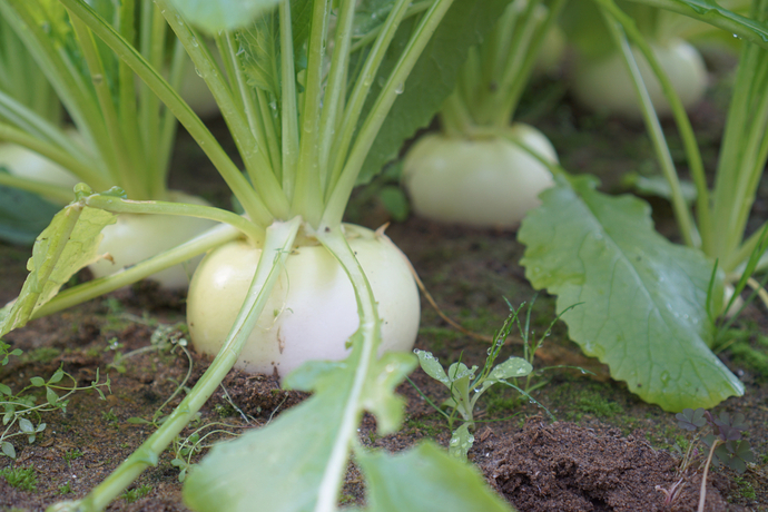 冬でもベランダ菜園をしよう 防寒対策や寒さに強い野菜の種類の紹介 Pacoma パコマ 暮らしの冒険webマガジン