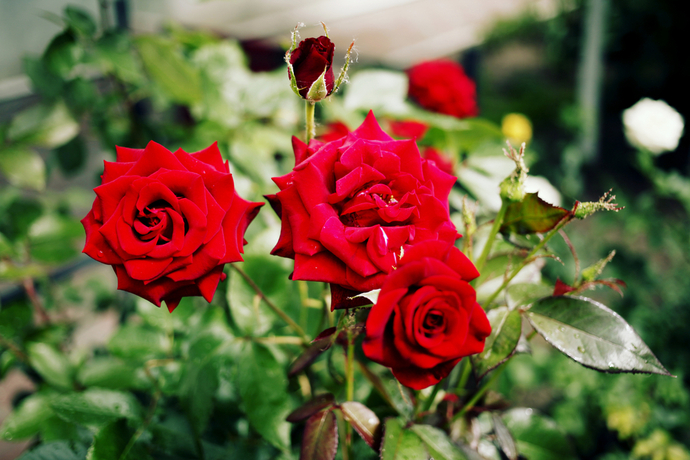鉢植えでバラを育てよう 初心者でも育てやすい種類と寄せ植えの仕方 ガジェット通信 Getnews