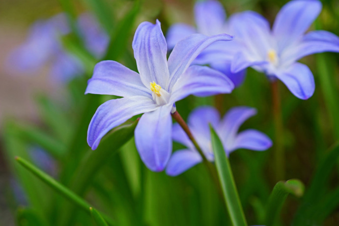 春を告げる星形の花！チオノドクサの育て方