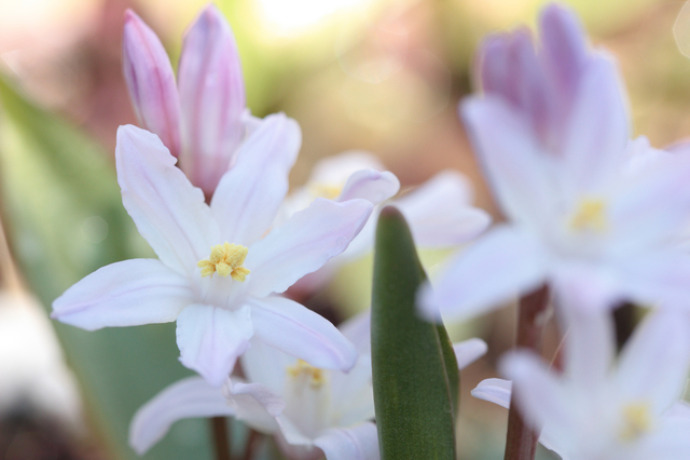 春を告げる星形の花 チオノドクサの育て方 ガジェット通信 Getnews