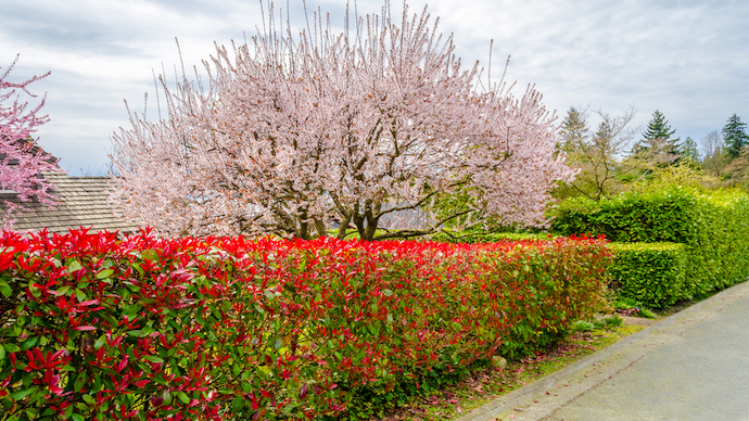 おしゃれな生垣におすすめの樹木 目隠し 花が咲く種類を紹介 Pacoma パコマ 暮らしの冒険webマガジン