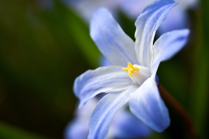 春を告げる星形の花 チオノドクサの育て方 ガジェット通信 Getnews