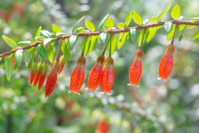 インテリアにおすすめの塊根植物の種類！特徴や育て方のコツも ｜ ガジェット通信 GetNews