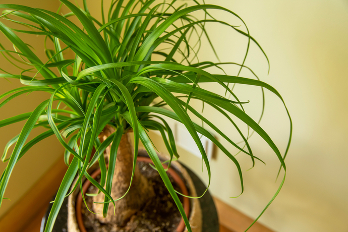 大型の観葉植物をハイドロカルチャーで楽しもう 育て方のポイントやおすすめの種類を紹介 Pacoma パコマ 暮らしの冒険webマガジン