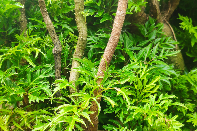 大型の観葉植物をハイドロカルチャーで楽しもう 育て方のポイントやおすすめの種類を紹介 Pacoma パコマ 暮らしの冒険webマガジン