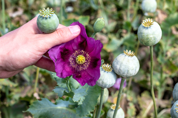 花の色がカラフルでかわいいポピー 育て方のコツや種類などを紹介 ガジェット通信 Getnews