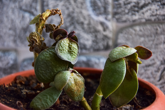 多肉植物の上手な水やり 適切なタイミングや量 葉のシワの原因 Pacoma パコマ 暮らしの冒険webマガジン