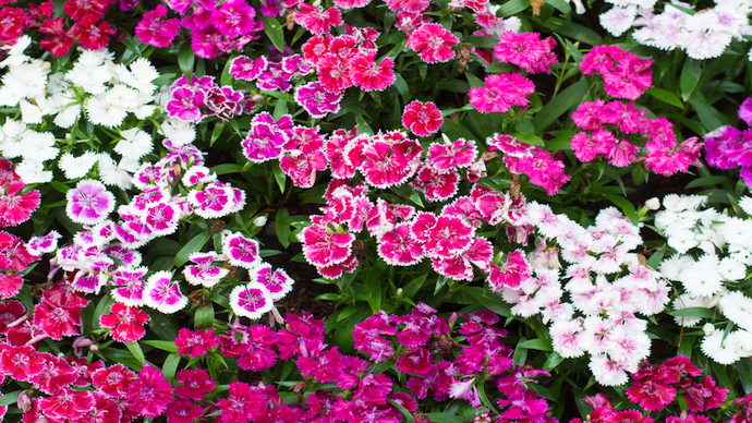赤やピンクの花が季節ごとに楽しめる ナデシコの特徴 花言葉 種類の紹介 Pacoma パコマ 暮らしの冒険webマガジン