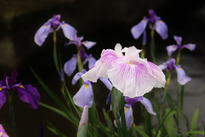 種類が豊富で育てやすい ハナショウブ 花菖蒲 の育て方 Pacoma パコマ 暮らしの冒険webマガジン