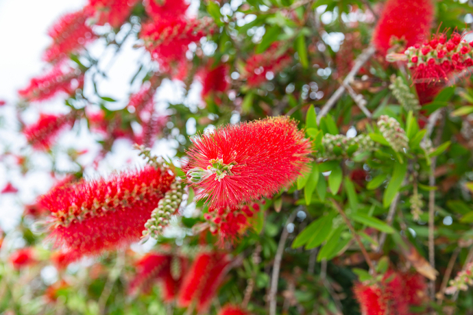 庭や室内を彩ろう 赤い花が咲く植物の種類 魅力 育て方 Pacoma パコマ 暮らしの冒険webマガジン