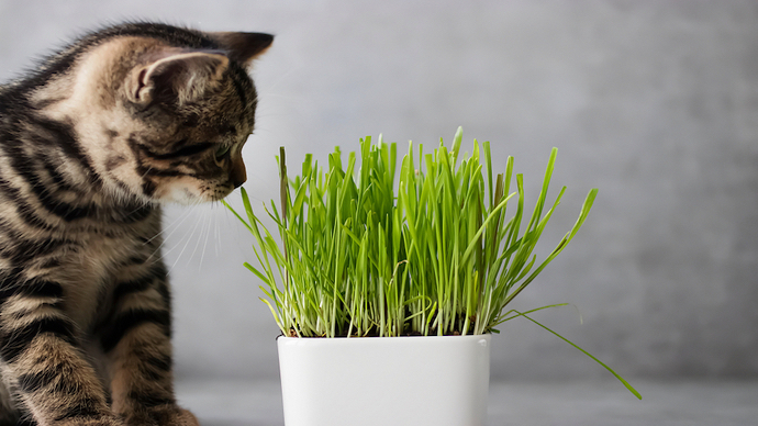 知っておきたい！栽培は種からでも苗からでも簡単な猫草の育て方