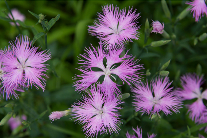 赤やピンクの花が季節ごとに楽しめる ナデシコの特徴 花言葉 種類の紹介 Pacoma パコマ 暮らしの冒険webマガジン