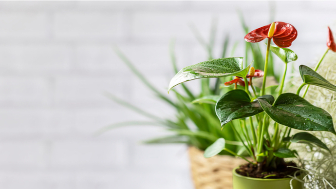 庭や室内を彩ろう 赤い花が咲く植物の種類 魅力 育て方 Pacoma パコマ 暮らしの冒険webマガジン