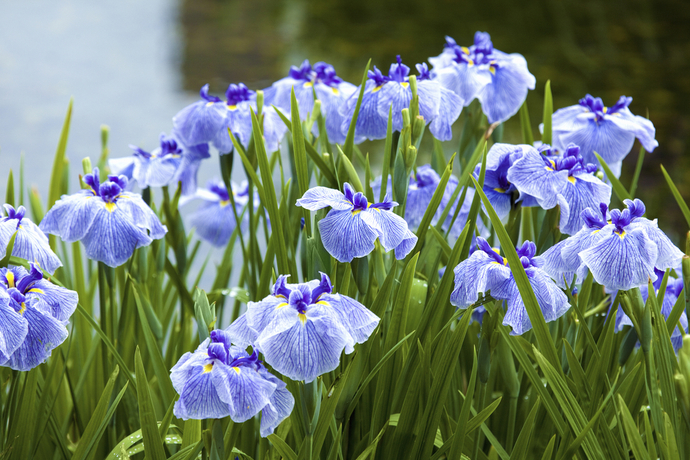 種類が豊富で育てやすい ハナショウブ 花菖蒲 の育て方 Pacoma パコマ 暮らしの冒険webマガジン