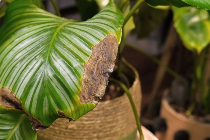 原因を見つけて対策しよう 観葉植物がかかる病気の症状と種類 Pacoma パコマ 暮らしの冒険webマガジン