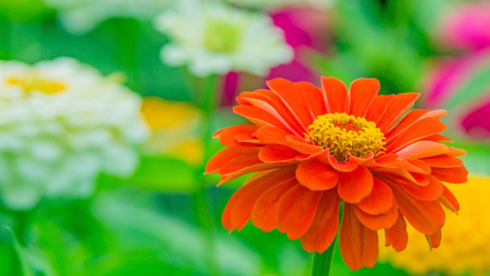 夏花壇を彩るカラフルで育てやすい花 ジニア 百日草 の育て方 ガジェット通信 Getnews